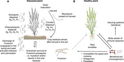 Microbial diversity in soils suppressive to Fusarium diseases